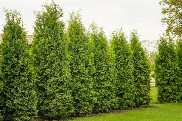 Thuja occidentalis Brabant“ Lebensbaum