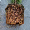 Thuja Brabant / Heckenpflanzen