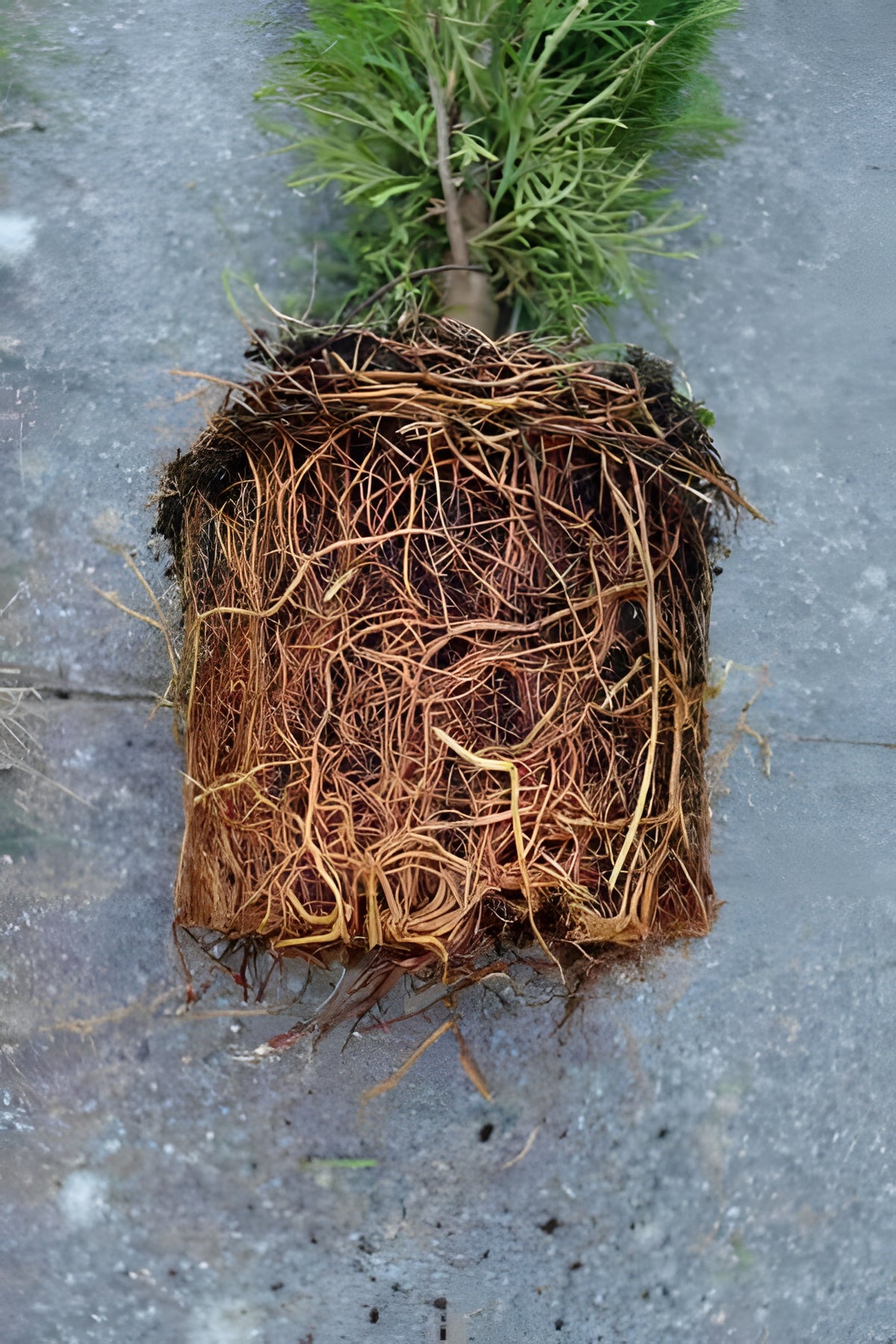 Thuja Brabant / Heckenpflanzen