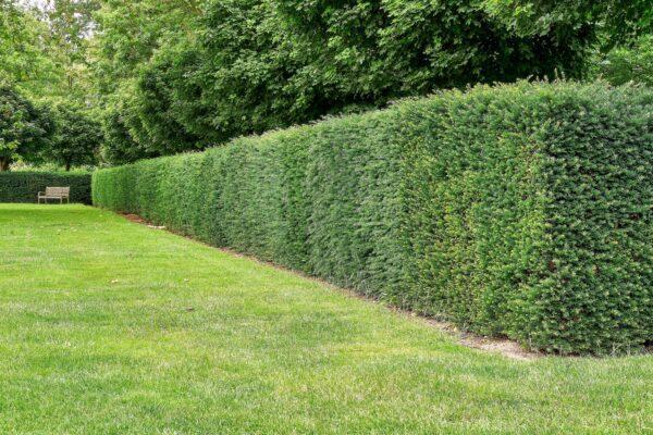 Eibenhecke Taxus