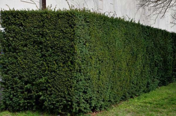 Eibe (60 - 80 cm) Taxus baccata als starke Ballenware