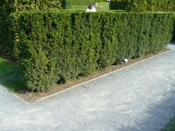Becher-Eibe 40-60cm im großem Topf Taxus media hillii