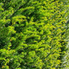 Eibe Taxus baccata (60 - 80 cm) als starke Ballenware