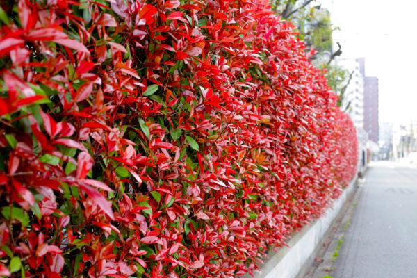 Rotlaubige Glanzmispel ‚Red Robin‘ Photinia fraseri