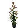 Red Robin Photinia fraseri