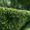 Kirschlorber Prunus laurocerasus