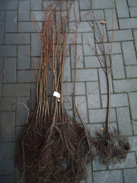 Vogel-Wildkirsche Wurzelware 30-50cm