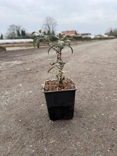Buddleja davidii Sommerflieder