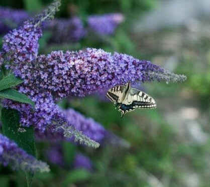 Sommerflieder "Empire Blue" 40-60cm