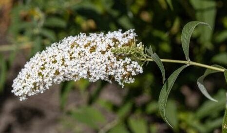 Sommerflieder "White Profusion" 40-60cm
