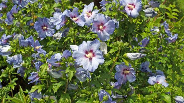 Hibiscus Lavender Chiffon