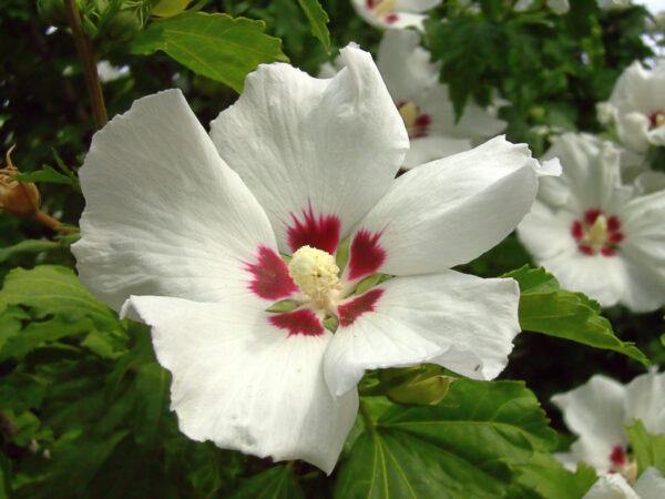 Hibiscus China Chiffon