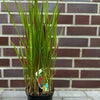 Red Baron 30-40cm "Blutgras" im großen Topf XXL Buschig