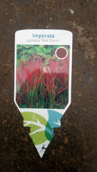 Red Baron 30-40cm "Blutgras" im großen Topf XXL Buschig