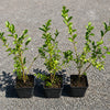 Heidelbeere / Blaubeere 20-40cm im Topf "Bluecrop"