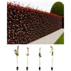 Blutbuche (50 - 80 cm) im Topfballen