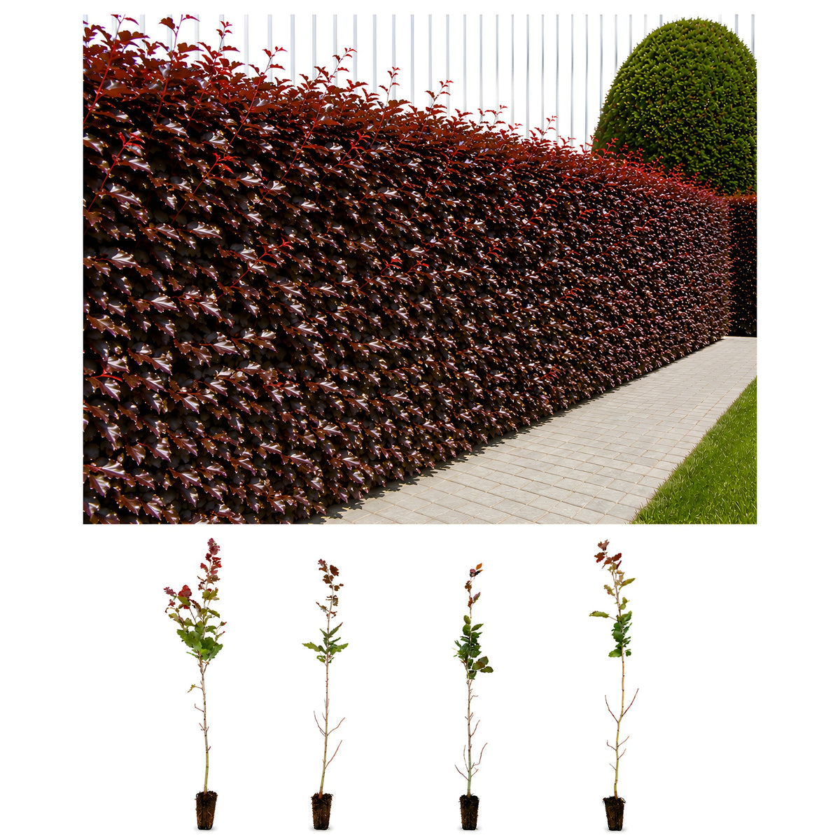 Blutbuche (50 - 80 cm) im Topfballen