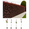 Blutbuche (50 - 80 cm) im Topfballen