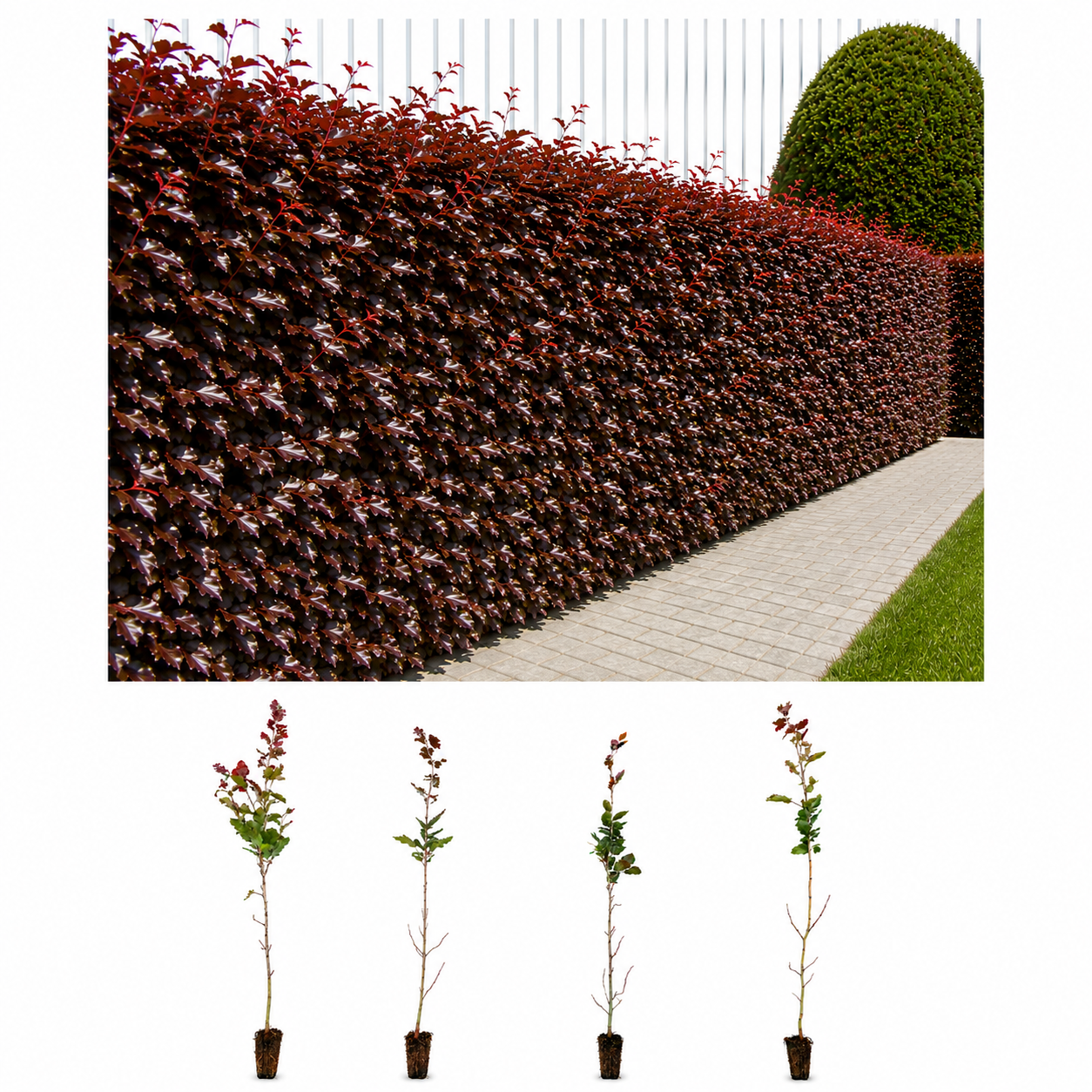 Blutbuche (50 - 80 cm) im Topfballen
