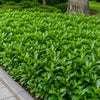 Bodendecker-Kirschlorbeer 'Mount Vernon' 10-15cm im Topf