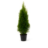 Thuja "Smaragd" (180 - 200 cm) im großen Topf - Pflanzhits