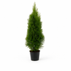 Thuja "Smaragd" (180 - 200 cm) im großen Topf - Pflanzhits