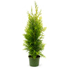Thuja "Brabant" (110 - 120cm) ohne Topf gemessen - Pflanzhits