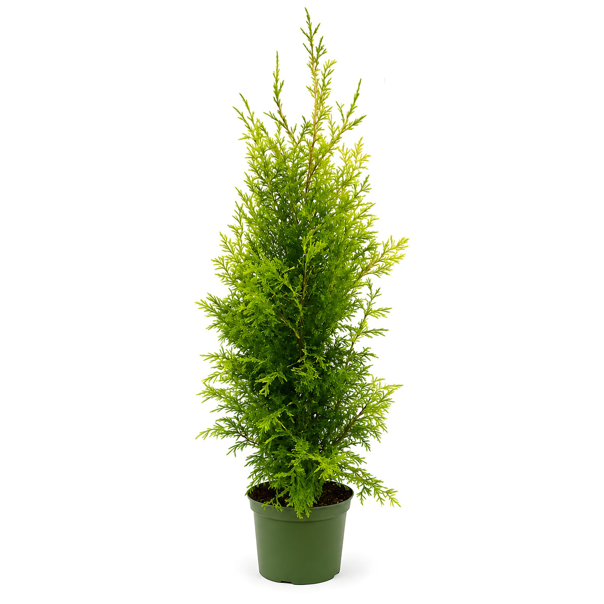 Thuja "Brabant" (110 - 120cm) ohne Topf gemessen - Pflanzhits