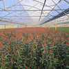 Glanzmispel – 150-160cm im Topf „Magical Volcano“ - Pflanzhits