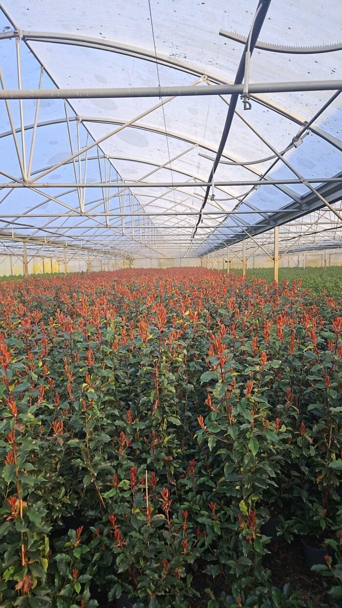Glanzmispel – 150-160cm im Topf „Magical Volcano“ - Pflanzhits