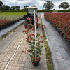 Glanzmispel 'Red Robin' 100-125cm im Topf