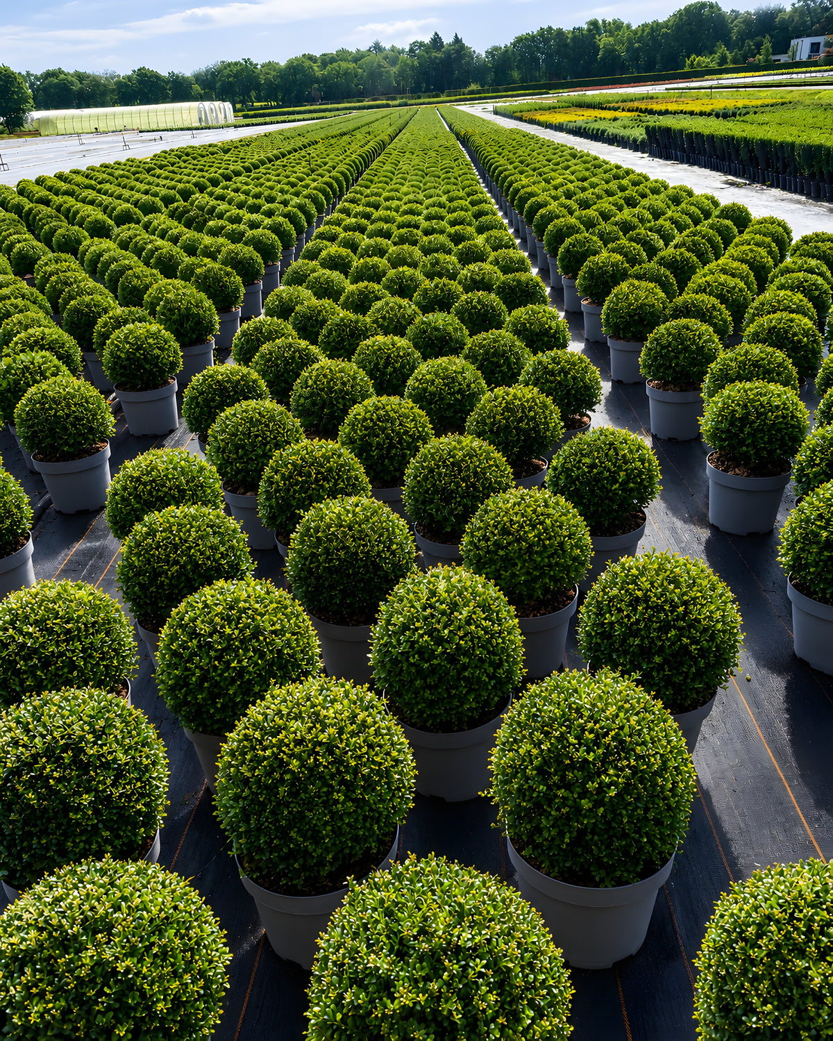 Ilex crenata 30-40cm im Topf Buchsbaum Ersatz