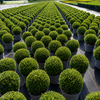 Ilex crenata Kugel Buschig XXL Ø25-30cm im 7,5L Topf Buchsbaum Ersatz
