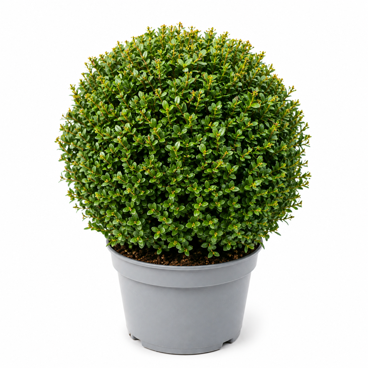 Ilex crenata Kugel Buschig XXL Ø25-30cm im 7,5L Topf Buchsbaum Ersatz
