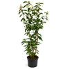 Kirschlorbeer (140-160 cm) "Caucasica" im Topf - Pflanzhits