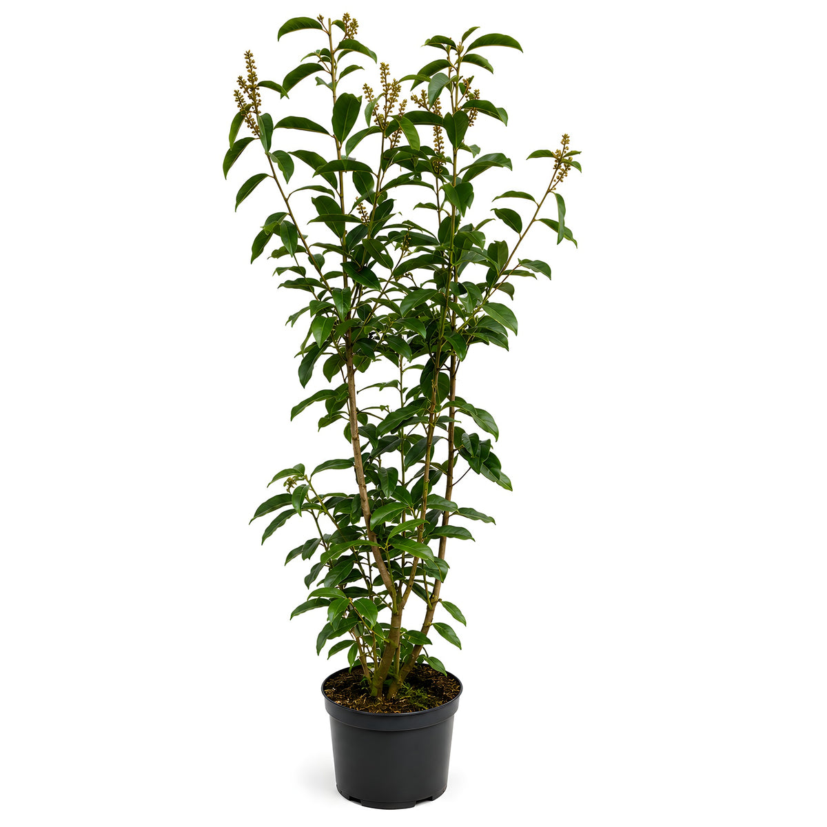 Kirschlorbeer (140-160 cm) "Caucasica" im Topf - Pflanzhits