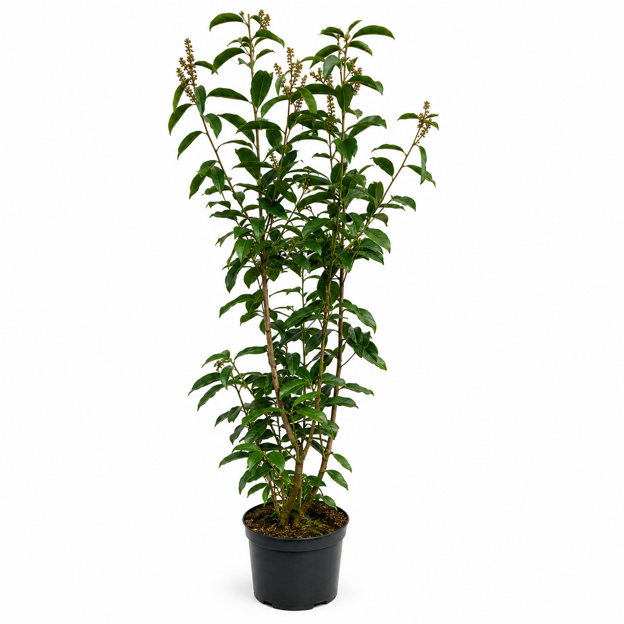 Kirschlorbeer (140-160 cm) "Caucasica" im Topf - Pflanzhits