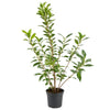 Kirschlorbeer (120-150 cm) "Caucasica" im Topf