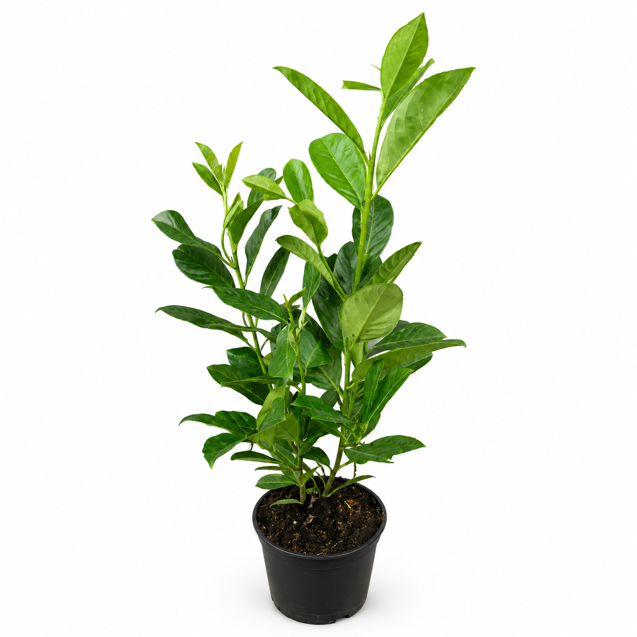 Kirschlorbeer (50-70cm) "Novita"  im großem Topf