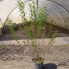 Wintergrüner Liguster Atrovirens (125-150 cm) im 7,5L Topf Buschig XXL - Pflanzhits
