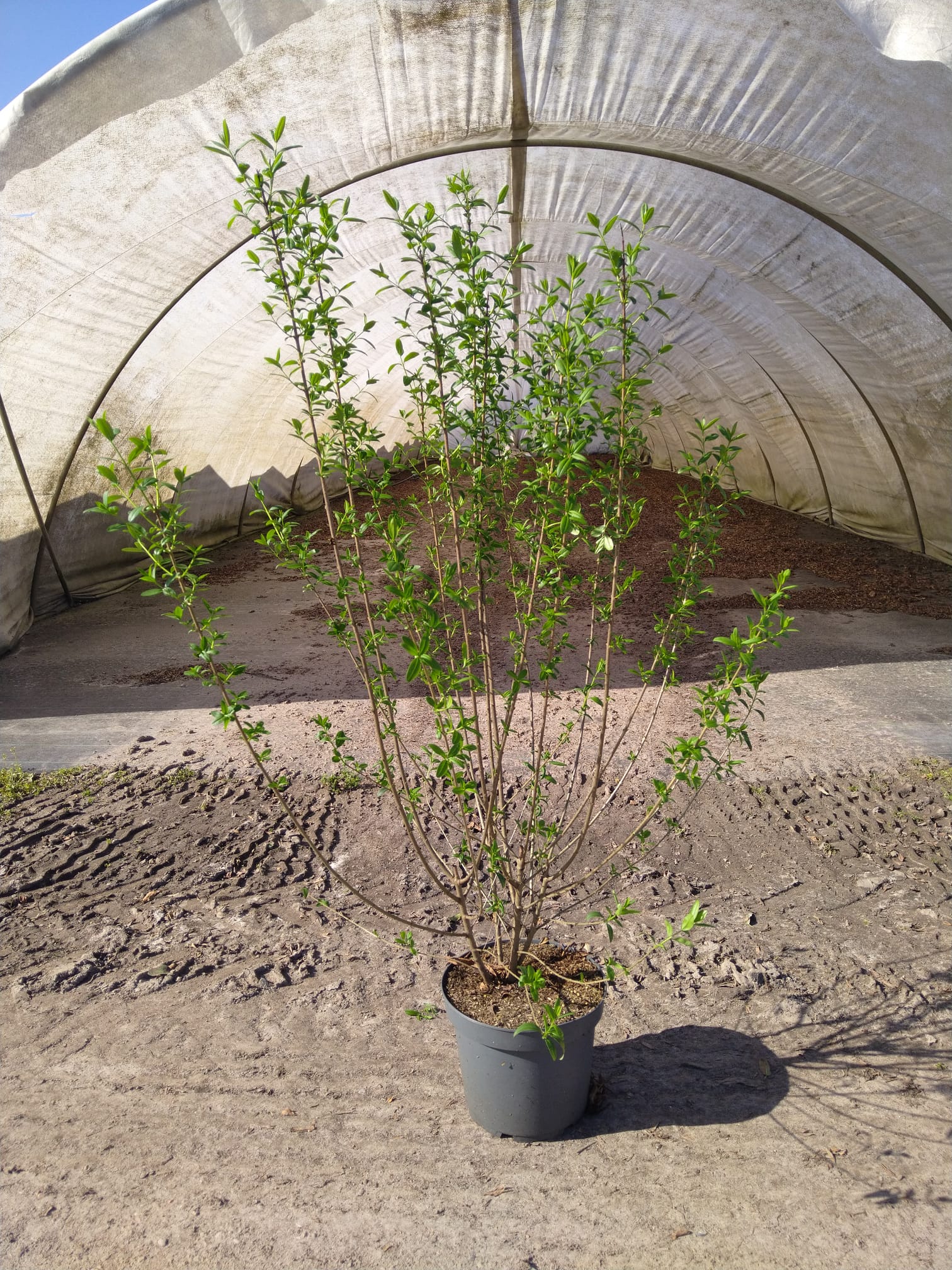 Wintergrüner Liguster Atrovirens (125-150 cm) im 7,5L Topf Buschig XXL - Pflanzhits