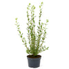 Wintergrüner Liguster Atrovirens (80-120cm) im 3L Topf XXL Buschig