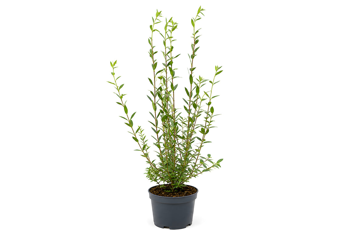 Wintergrüner Liguster Atrovirens (100-120 cm) im Topf Buschig XXL