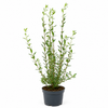 Wintergrüner Liguster Atrovirens (100-120 cm) im Topf Buschig XXL