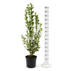 Liguster (120 - 150 cm ) Ovalifolium im großen  Topf