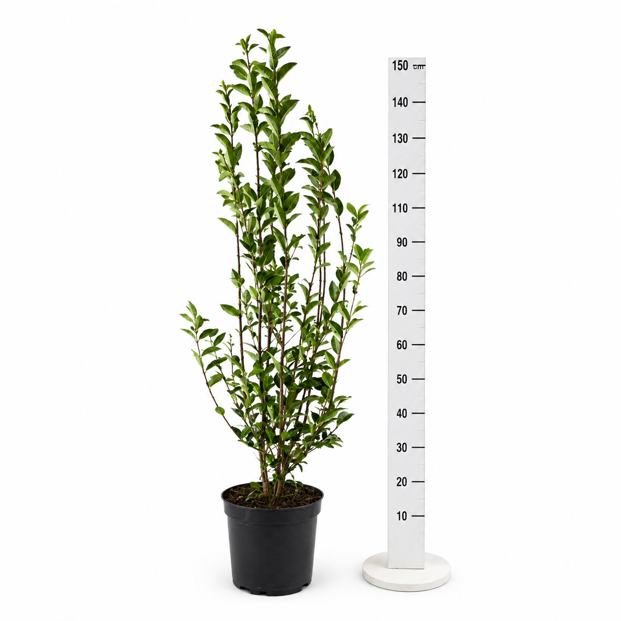 Wintergrüner Liguster Atrovirens (120-150 cm) im 7,5L Topf Buschig XXL