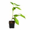 Magnolie Susan 40-60cm im Topf