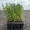 Mammutbaum Sequoiadendron giganteum (20 - 40 cm) im Topfballen - Pflanzhits