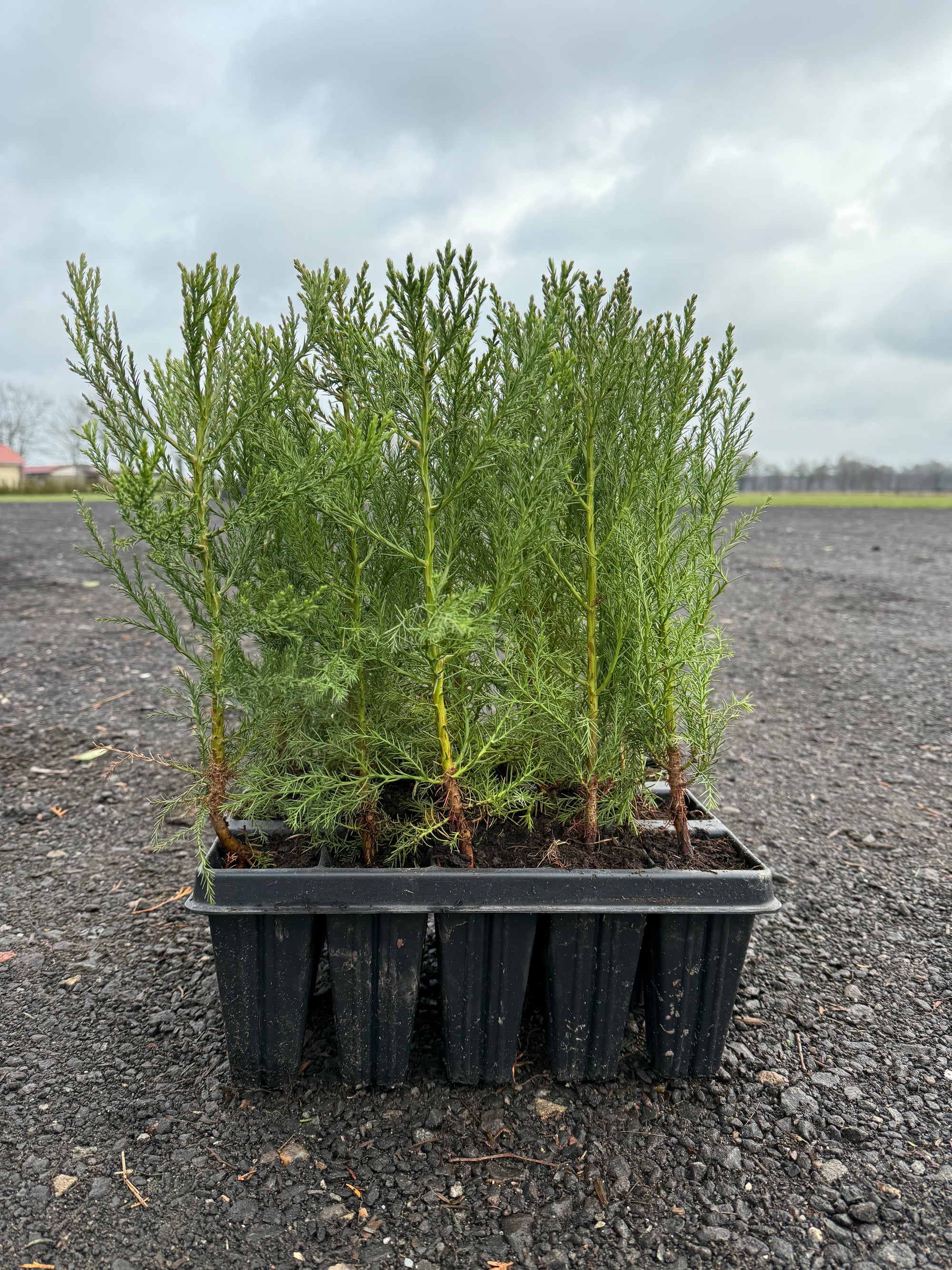 Mammutbaum Sequoiadendron giganteum (20 - 40 cm) im Topfballen