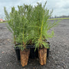 Mammutbaum Sequoiadendron giganteum (20 - 40 cm) im Topfballen - Pflanzhits
